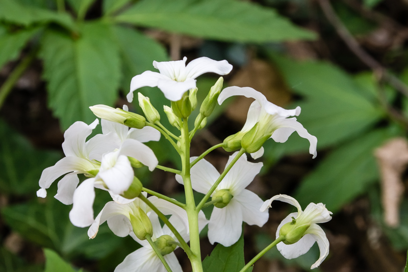 Cardemine heptaphylla?.....Cardamine heptaphylla